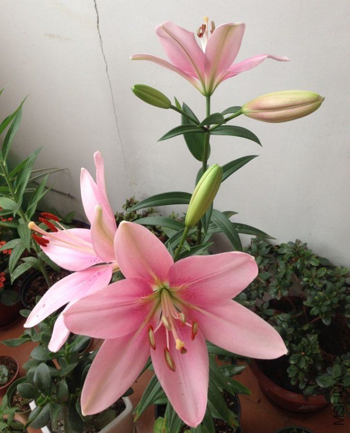 ���ò��ֵ���������