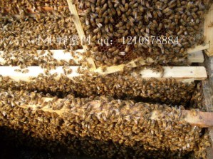 SDC10052_����.jpg