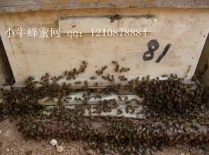 SDC1420003_����.jpg