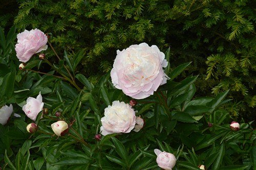 peony flower 2.jpg