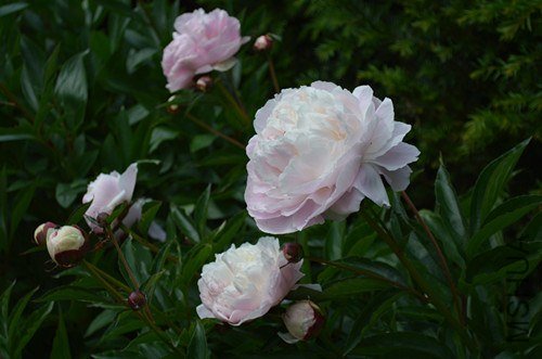 PEONY FLOWER 4.jpg