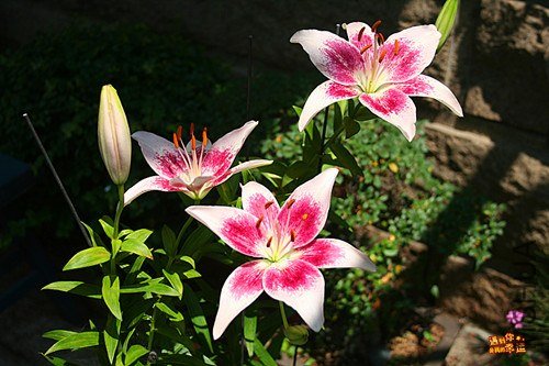 ��Ƭ 007_����M.jpg