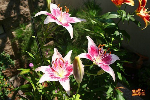 ��Ƭ 009_����.jpg