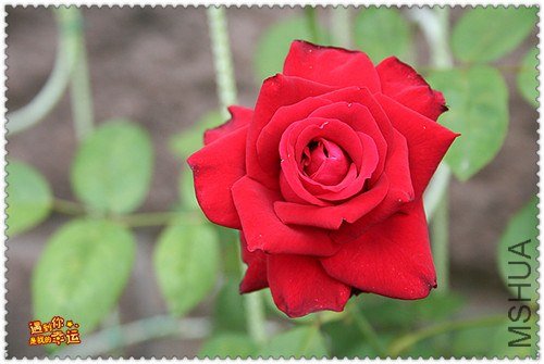 ��Ƭ 079_����.jpg