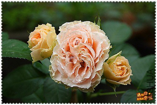 ��Ƭ 174_����.jpg