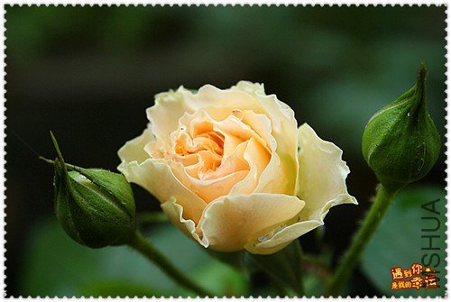 ��Ƭ 176_����.jpg