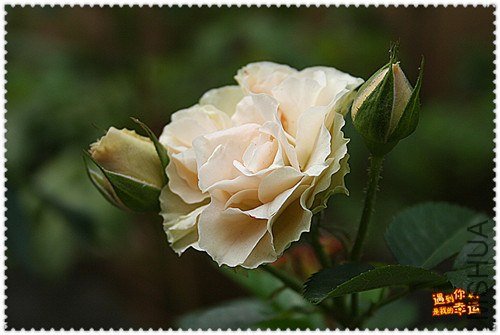 ��Ƭ 176a_����.jpg