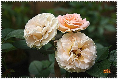 ��Ƭ 176b_����.jpg