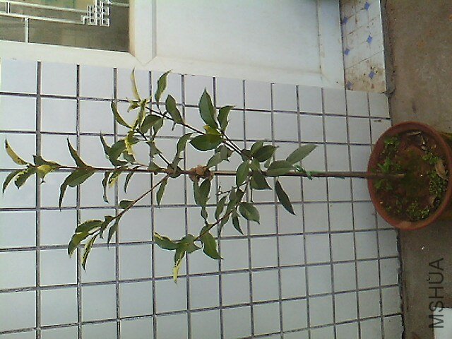 IMG0620181100.jpg