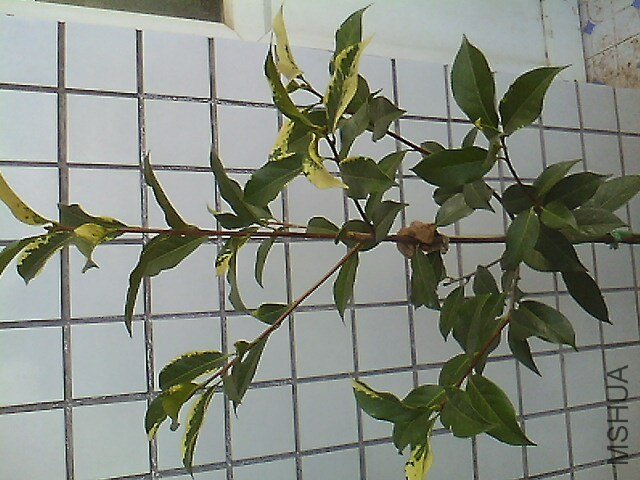 IMG0620181101.jpg