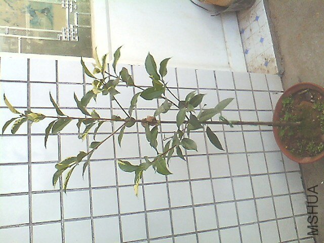 IMG0620181200.jpg