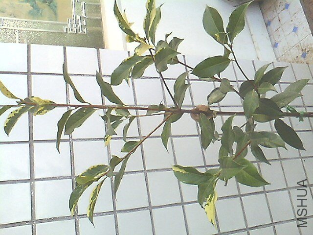 IMG0620181201.jpg