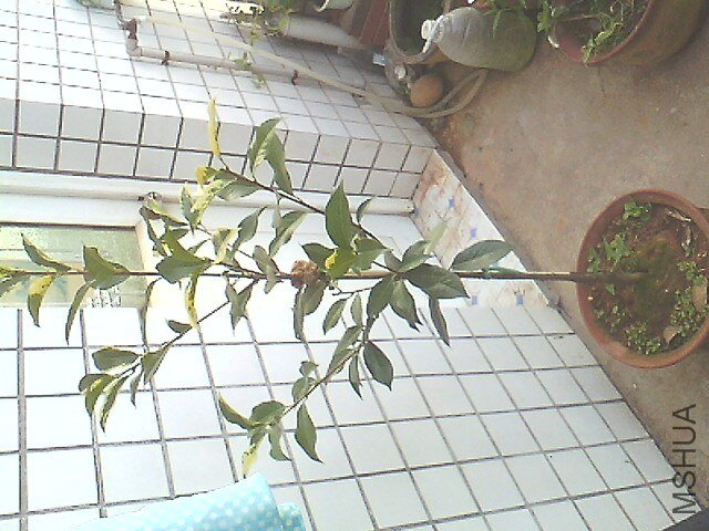 IMG0620181300.jpg