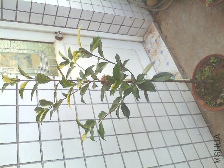 IMG0620181400.jpg