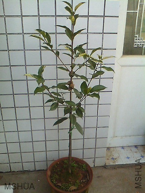 IMG0620181100.jpg