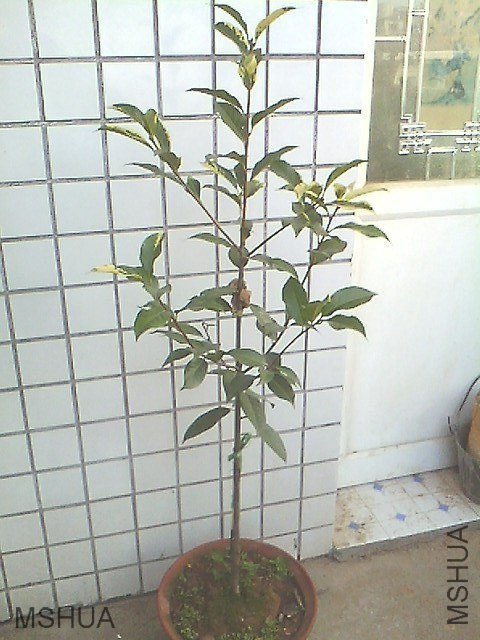IMG0620181200.jpg