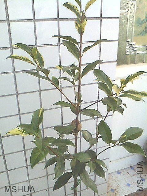 IMG0620181201.jpg