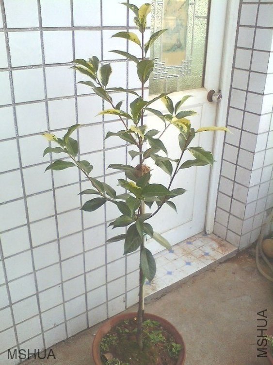 IMG0620181400.jpg
