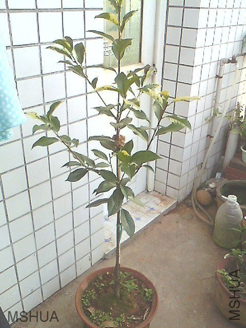IMG0620181300.jpg