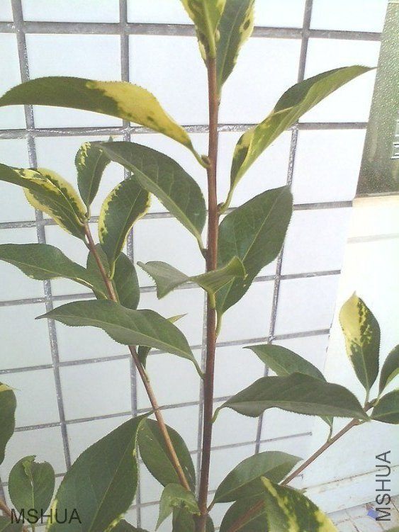 IMG0620181401.jpg