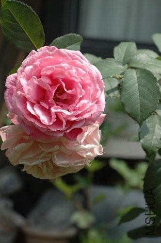 nEO_IMG_DSC_0013.jpg