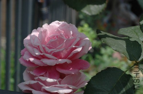 nEO_IMG_DSC_0020.jpg