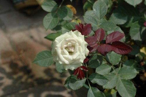 nEO_IMG_DSC_0023.jpg
