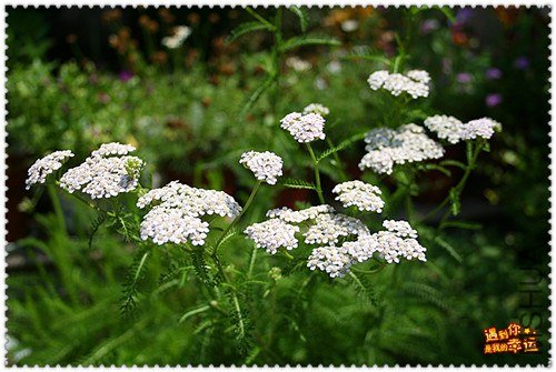 ��Ƭ 013_����.jpg