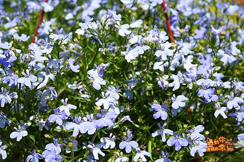 ��Ƭ 219_����.jpg