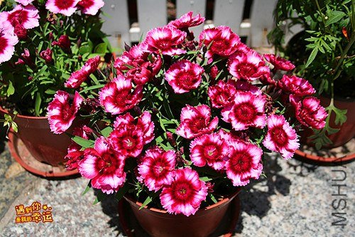 ��Ƭ 237_����.jpg