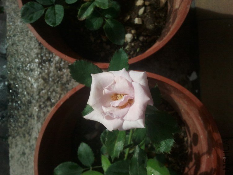 IMG_20130621_161515.jpg