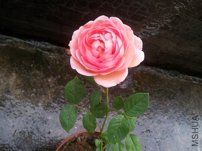 20130614_075508.jpg