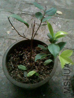 IMG0277A.jpg