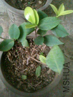 IMG0278A.jpg