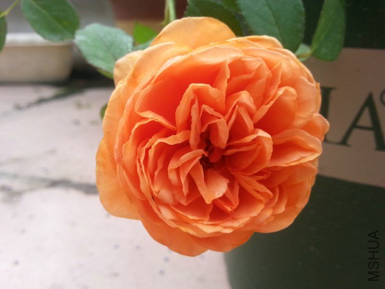 20130612_085520_1.jpg