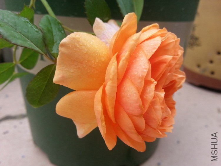 20130612_085531.jpg