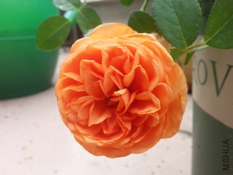20130612_085601.jpg