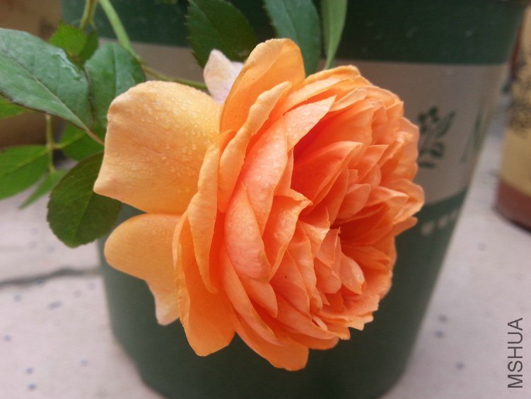 20130612_085613.jpg