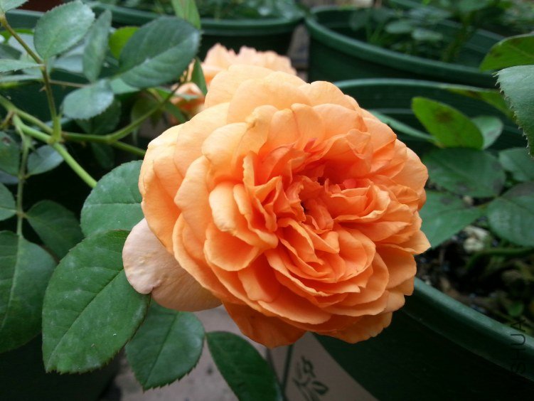 20130613_090820.jpg