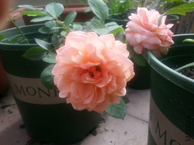 20130614_154206.jpg