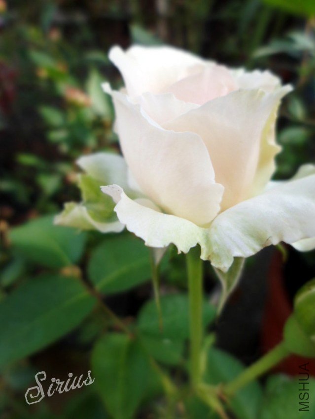SAM_0918_����.jpg