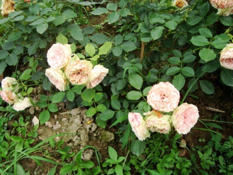 DSC04191.jpg