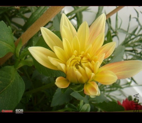 DSC08617 (550x479).jpg