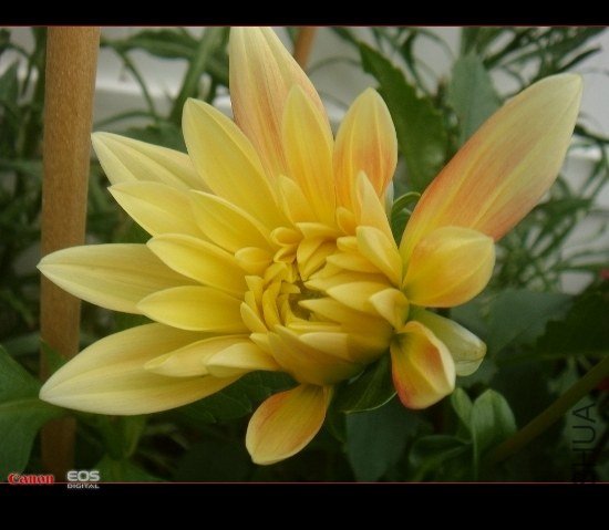 DSC08618 (550x479).jpg