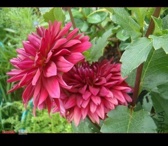 DSC08615 (550x479).jpg