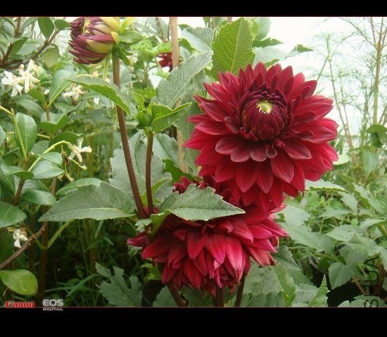 DSC08616 (550x479).jpg