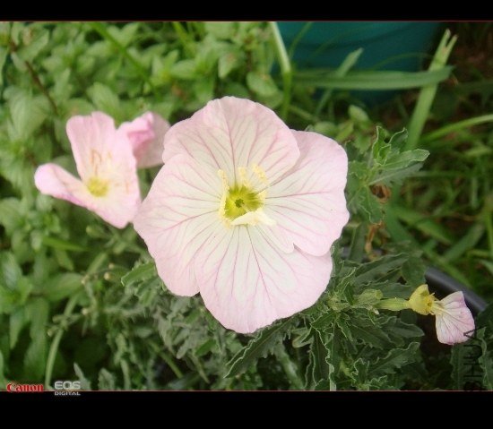 DSC08612 (550x479).jpg