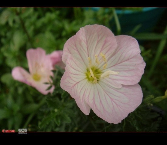 DSC08614 (550x479).jpg