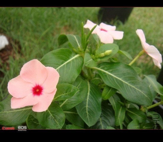 DSC08619 (550x479).jpg