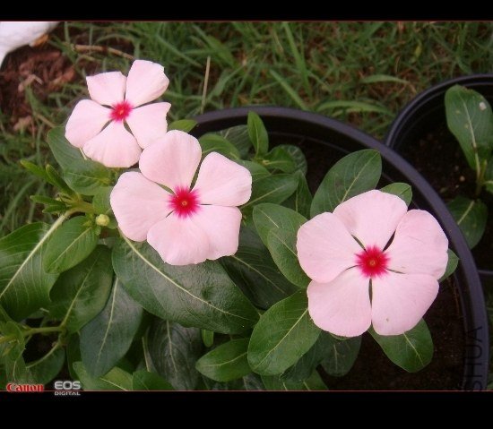 DSC08621 (550x479).jpg